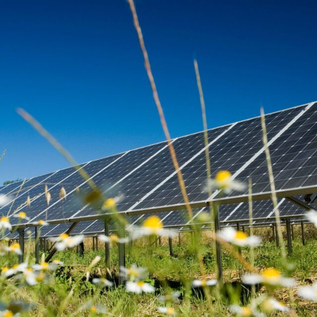 solar panels in a field
